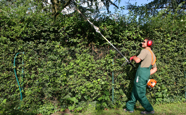 Taille de maintenance régulière