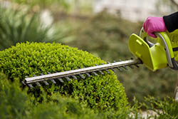 Conseils techniques de taille de haies