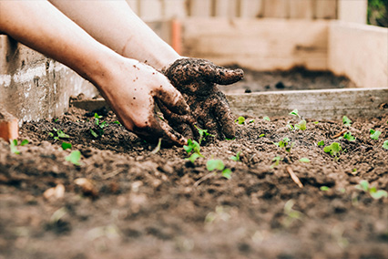Compost mûr prêt à l'emploi