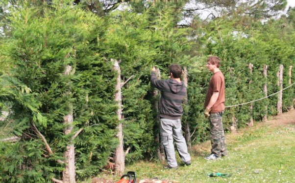 Rajeunissement d'une haie
