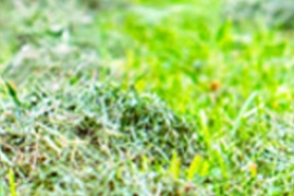 Tout savoir sur la tonte mulching