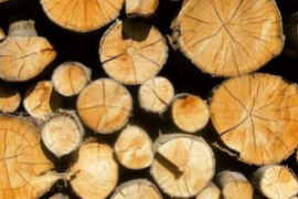 La dureté du bois impacte t-elle votre chaîne tronçonneuse ?