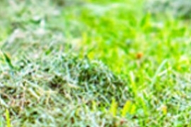 Tout savoir sur la tonte mulching